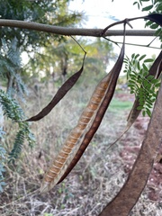 Leucaena leucocephala