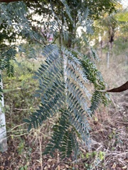 Leucaena leucocephala