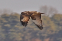 Buteo japonicus