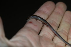 Calyptotis scutirostrum