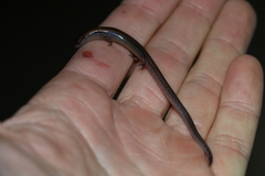 Calyptotis scutirostrum