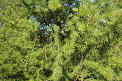 Larix sibirica