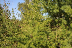 Larix sibirica