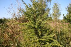 Larix sibirica
