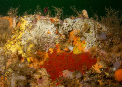 Hymedesmia canadensis