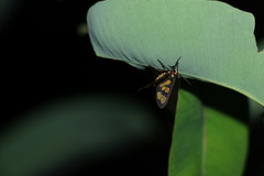 Eressa geographica