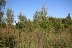 Larix sibirica