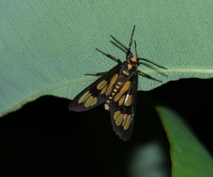 Eressa geographica