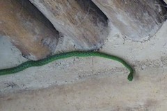 Philothamnus punctatus