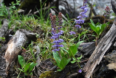 Veronica piroliformis