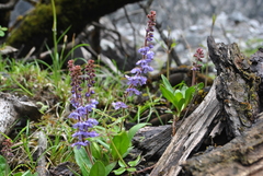 Veronica piroliformis