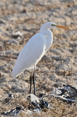 Ardea alba