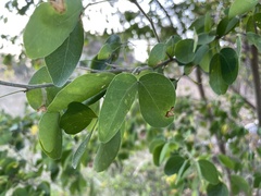 Pithecellobium dulce