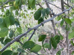 Pithecellobium dulce