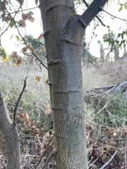 Pithecellobium dulce