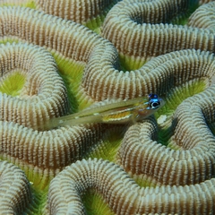 Coryphopterus lipernes