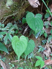 Dioscorea collettii