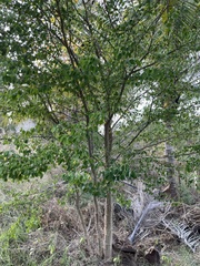 Pithecellobium dulce