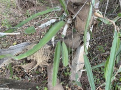 Selenicereus undatus