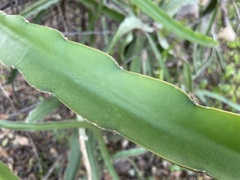 Selenicereus undatus