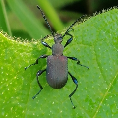 Prostenus
