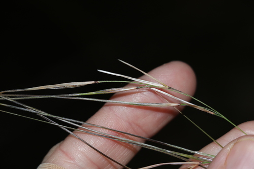 Image of Austrostipa rudis by (c) Greg Tasney, some rights reserved (CC BY-SA)