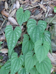 Dioscorea collettii