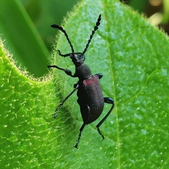Prostenus