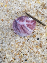 Crepipatella dilatata