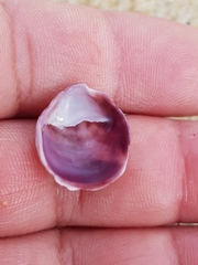 Crepipatella dilatata