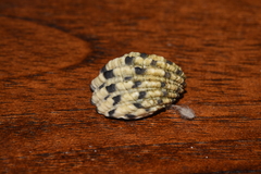 Nerita textilis