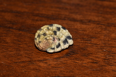 Nerita textilis