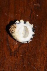 Nerita textilis