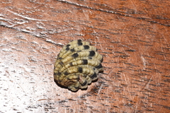 Nerita textilis
