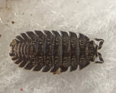 Armadilloniscus
