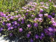 Drosanthemum candens