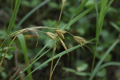 Bromus commutatus