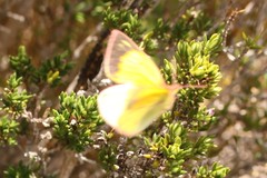Colias dimera