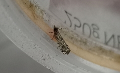 Strepsicrates sideritis