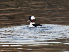 Bucephala albeola
