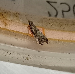 Strepsicrates sideritis