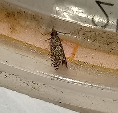 Strepsicrates sideritis