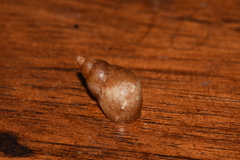 Phasianella