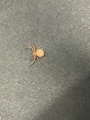 Thomisidae
