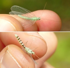 Pseudomallada ventralis