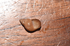Phasianella
