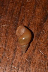 Phasianella