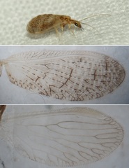 Sympherobius pygmaeus