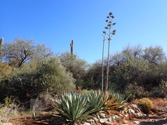 Agave murpheyi