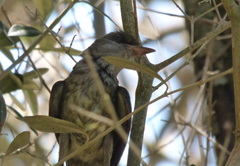 Myiarchus swainsoni